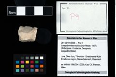 Foto (Objekt + Etikett) von Longodromites excisus (von Meyer, 1857)  (NHMW-GEO-2014-0194-0009)